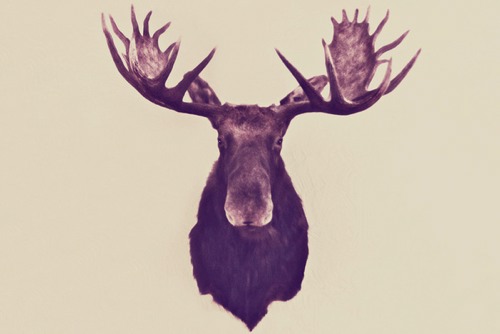 The King of Can Horn