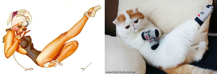 Australia showed you some hilarious photos of sexy girl and adorable cats i...